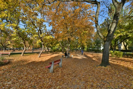 Ősszel is szép a Béke tér rendkívül változatos faállománya